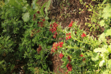 Dianthus barbatus 'Sooty' RCP6-2020 (37).JPG